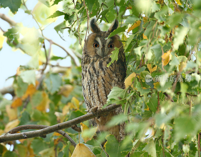 长耳鸮(Asio otus，原名Strix otus)